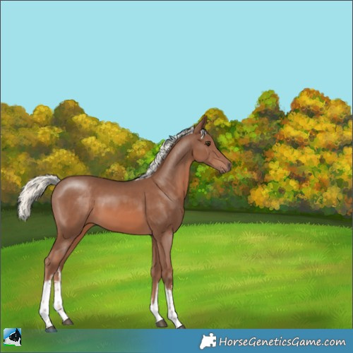 Horse Color:White Spotted Chestnut Mushroom 