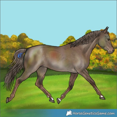 Horse Color:Liver Red Dun Rabicano 
