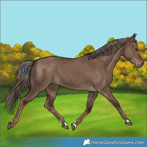 Horse Color:Liver Red Dun Rabicano