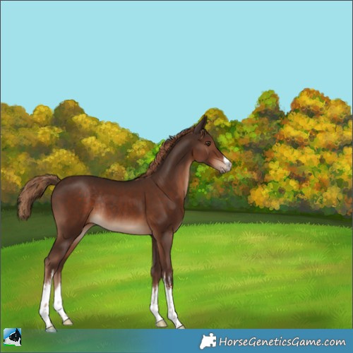 Horse Color:White Spotted Liver Chestnut Rabicano 