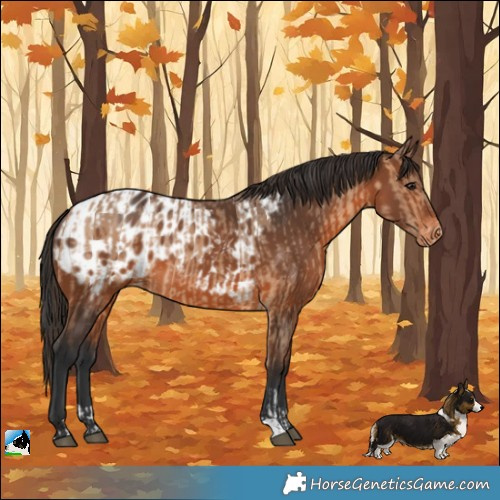 Horse Color:Bay Dun Tobiano Appaloosa  and Brown Appaloosa 