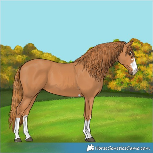 Horse Color:Chestnut 