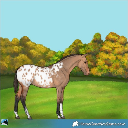 Horse Color:Bay Dun Tobiano Appaloosa 