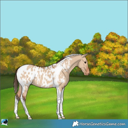 Horse Color:Bay Dun Tobiano Appaloosa 