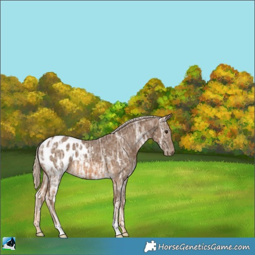 Horse Color:Chocolate Palomino Ice Appaloosa 