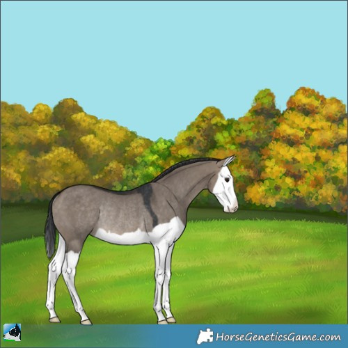 Horse Color:Brown Dun Splash Rabicano 