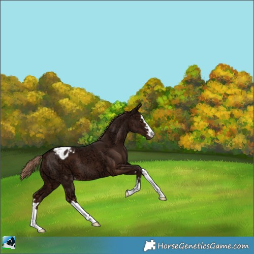 Horse Color:Liver Chestnut Ice Appaloosa 