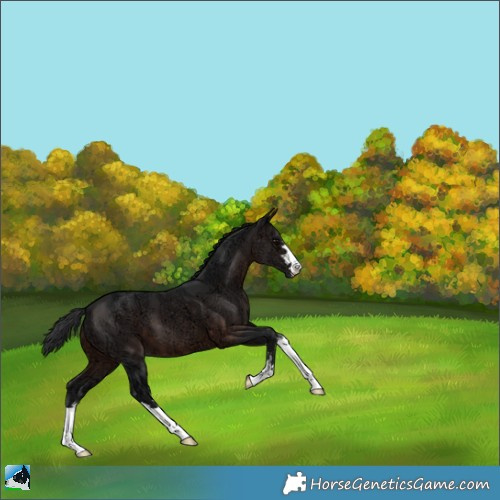 Horse Color:Brown Ice 