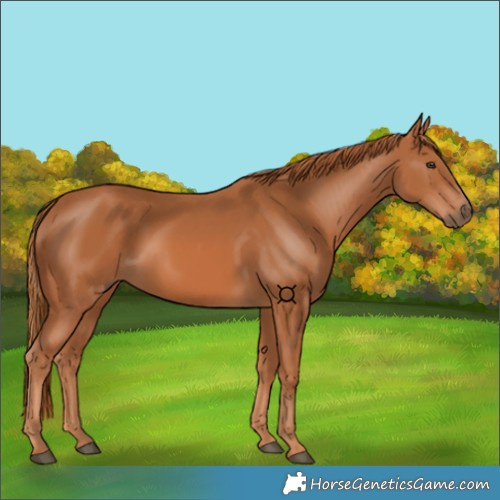 Horse Color:Chestnut 