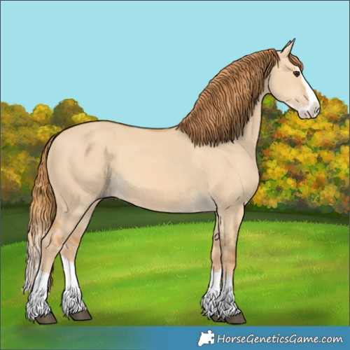 Horse Color:Red Dun Splash 