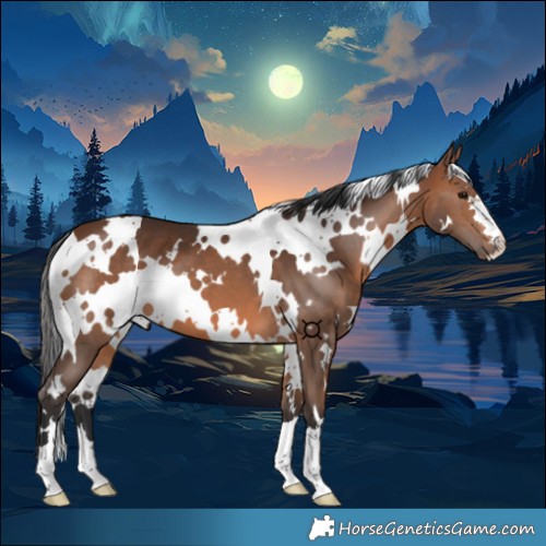 Horse Color:White Spotted Brown