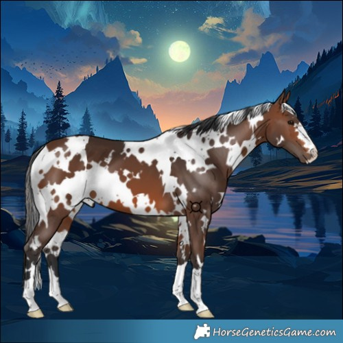 Horse Color:White Spotted Brown
