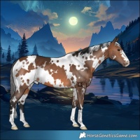 Horse Color:White Spotted Brown 
