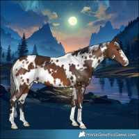 Horse Color:White Spotted Brown 
