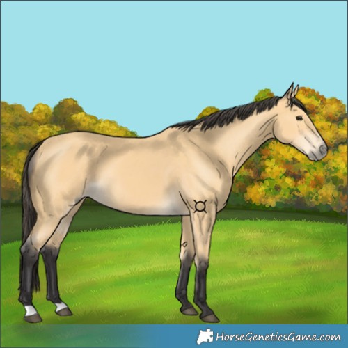 Horse Color:Buckskin 
