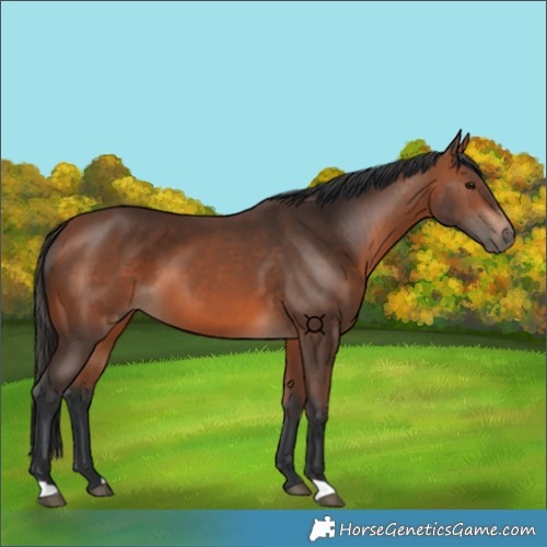 Horse Color:Bay 