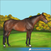 Horse Color:Bay 