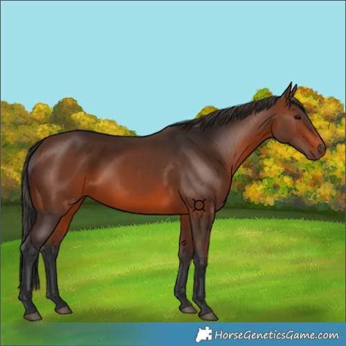 Horse Color:Brown 