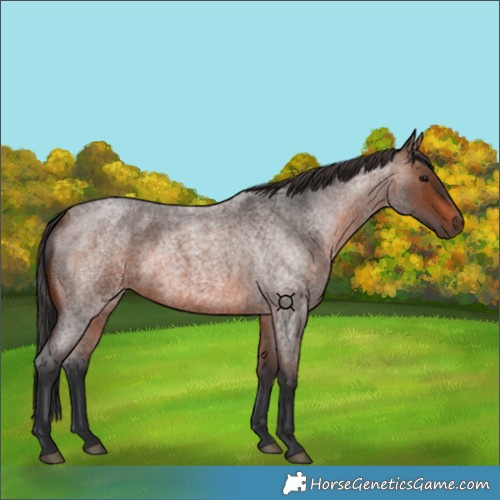 Horse Color:Brown Roan 
