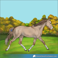 Horse Color:Red Dun Splash