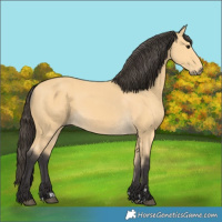 Horse Color:Buckskin 