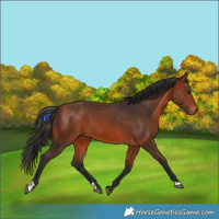 Horse Color:Bay 