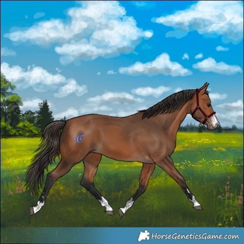 Horse Color:Bay 