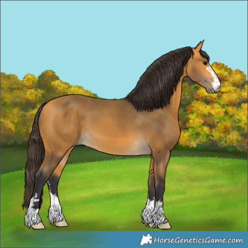 Horse Color:Buckskin