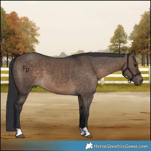 Horse Color:Brown Dun 