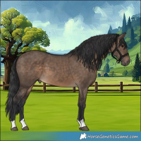Horse Color:Brown Dun 