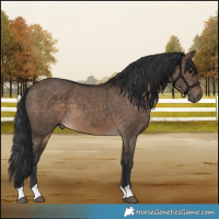 Horse Color:Brown Dun 