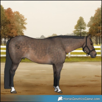 Horse Color:Brown Dun 