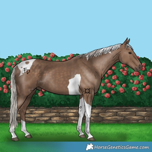 Horse Color:Silver Black Tobiano 