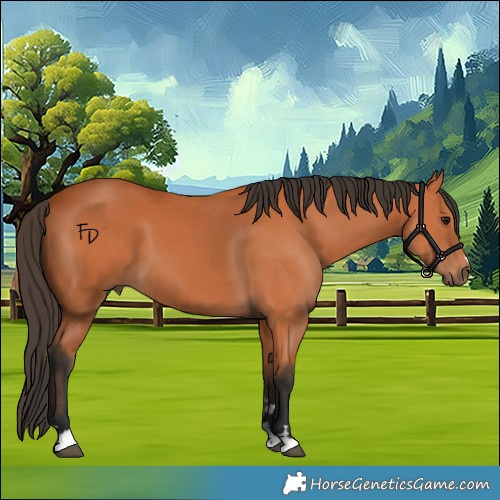 Horse Color:Bay 