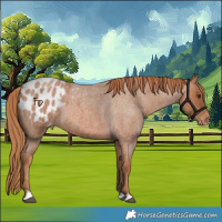 Horse Color:Red Roan Appaloosa 