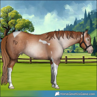 Horse Color:Gray Gold Champagne Tobiano 