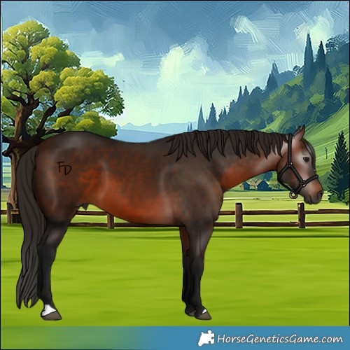 Horse Color:Gray Bay 