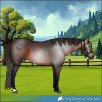 Horse Color:Gray Bay 