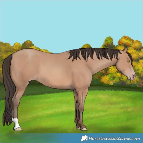 Horse Color:Amber Champagne 