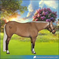 Horse Color:Gray Silver Bay Dun Tobiano 