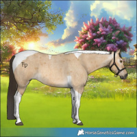 Horse Color:Gray Buckskin Roan Dun Tobiano