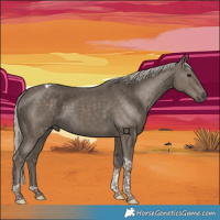 Horse Color:Silver Smoky Black Tobiano