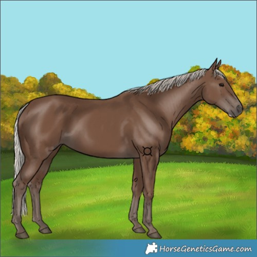 Horse Color:Silver Black Frame 
