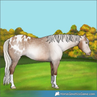 Horse Color:Gray Silver Amber Champagne Blanket