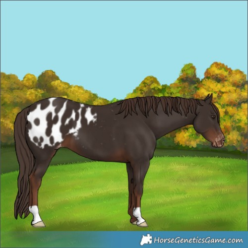 Horse Color:Liver Chestnut Appaloosa