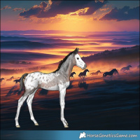 Horse Color:Gray Brown Roan Splash Appaloosa 