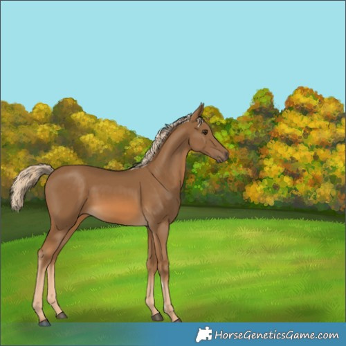 Horse Color:Chocolate Palomino 