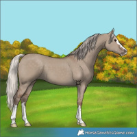 Horse Color:Silver Grullo 