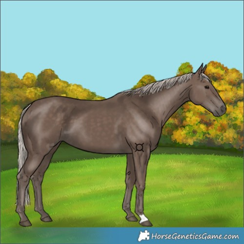 Horse Color:Silver Black 