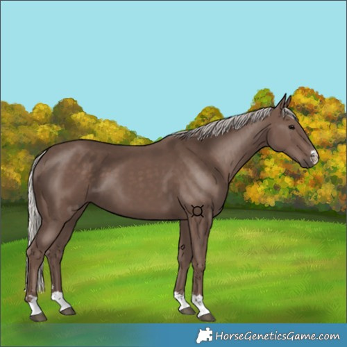 Horse Color:Silver Black